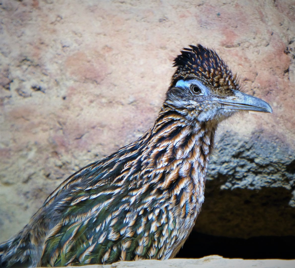 Great Southwest - Greater Roadrunner