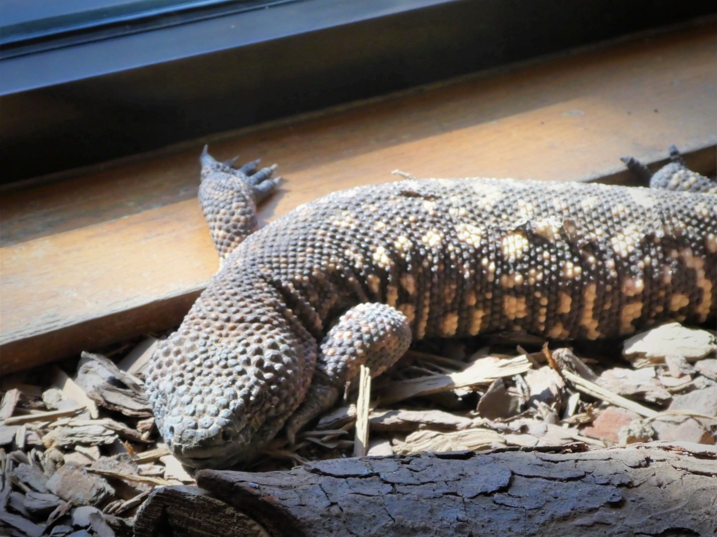 Great Southwest - Mexican Beaded Lizard