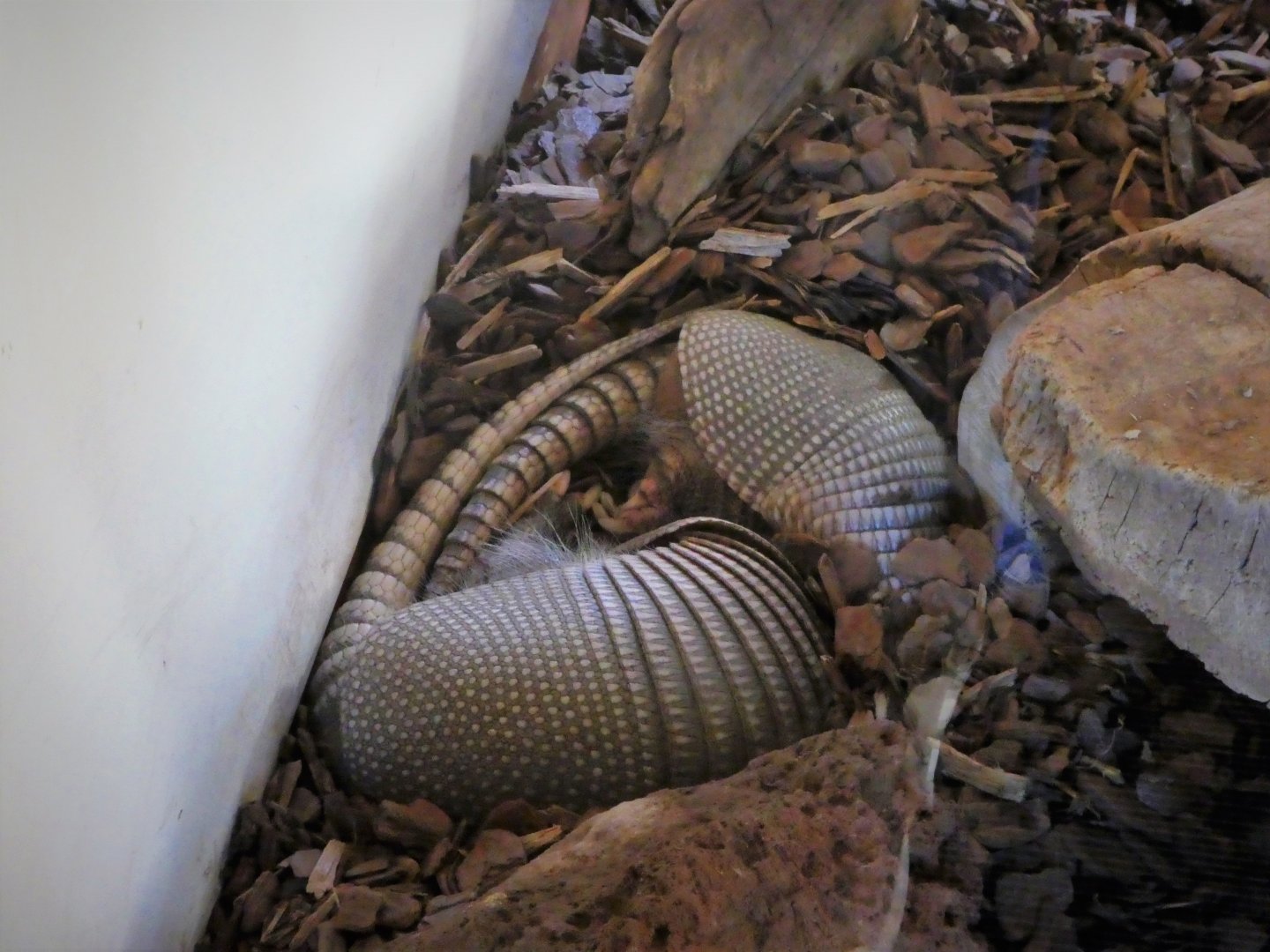 Great Southwest - Nine-banded Armadillos
