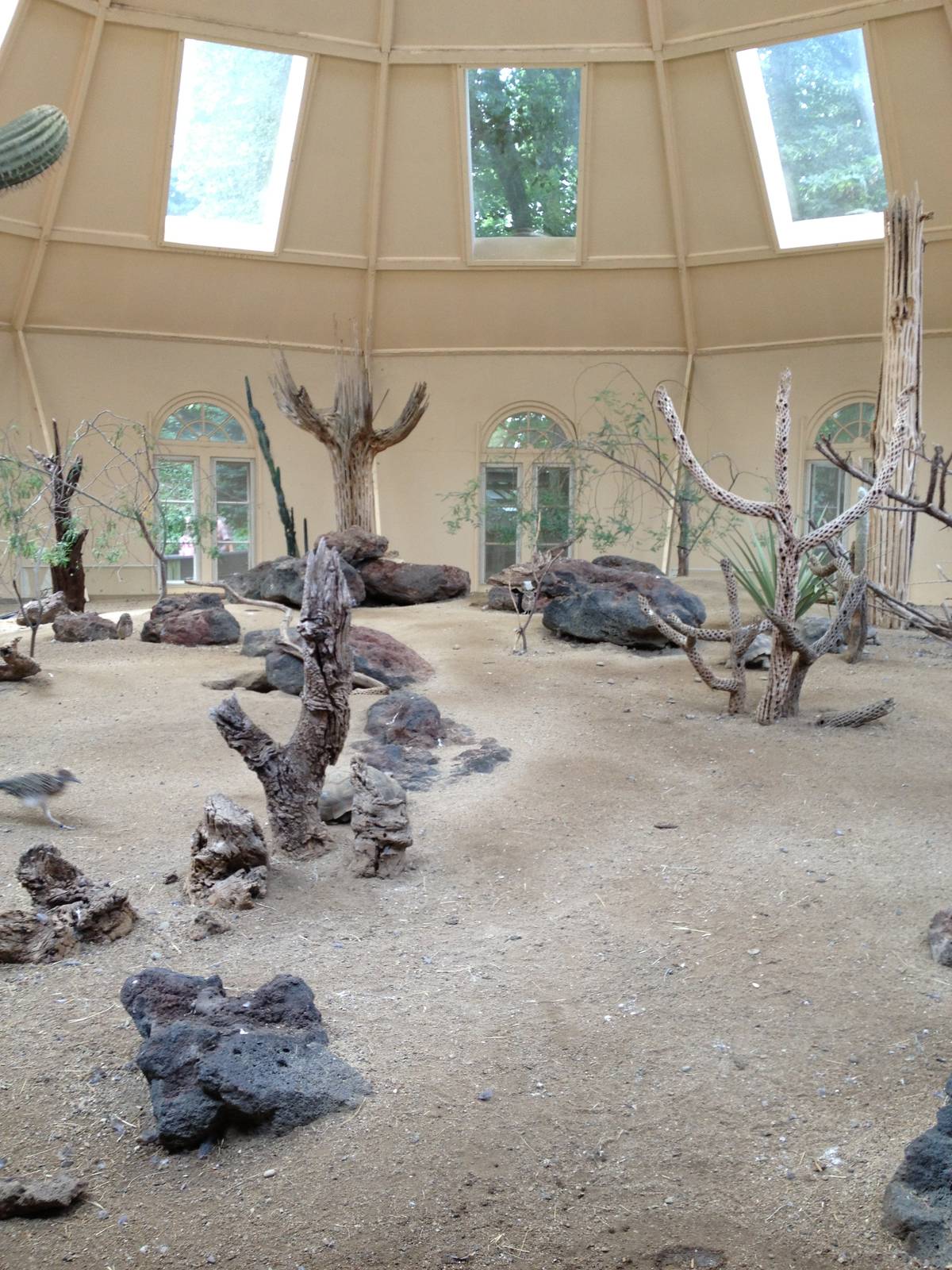 Great Southwest- Roadrunner/Quail/Owl/Tortoise Exhibit