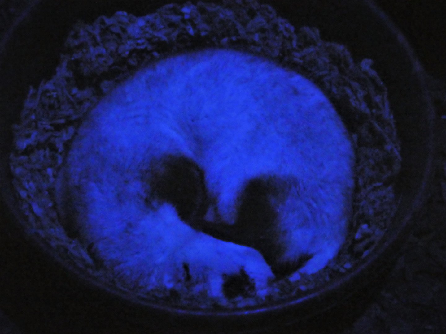 Great Southwest - The Desert in Darkness - Black-footed Ferret