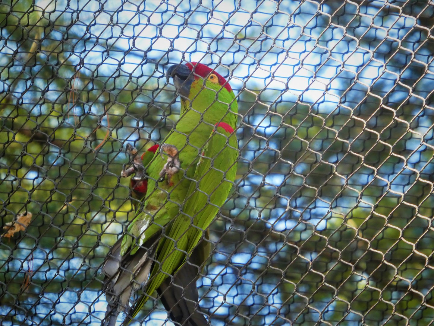 Great Southwest - Thick-billed Parrot