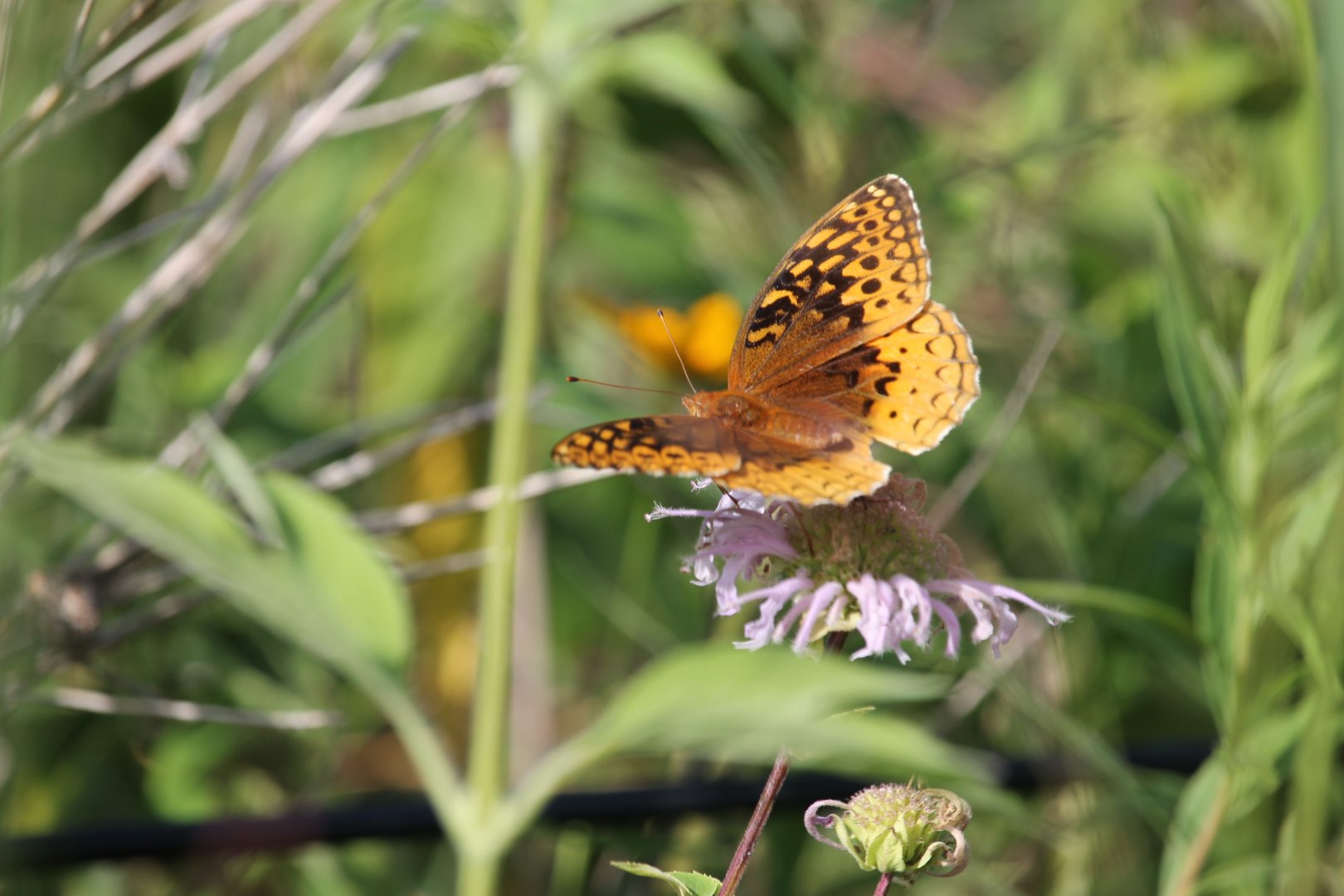 Great spangled fritillary (Argynnis cybele)