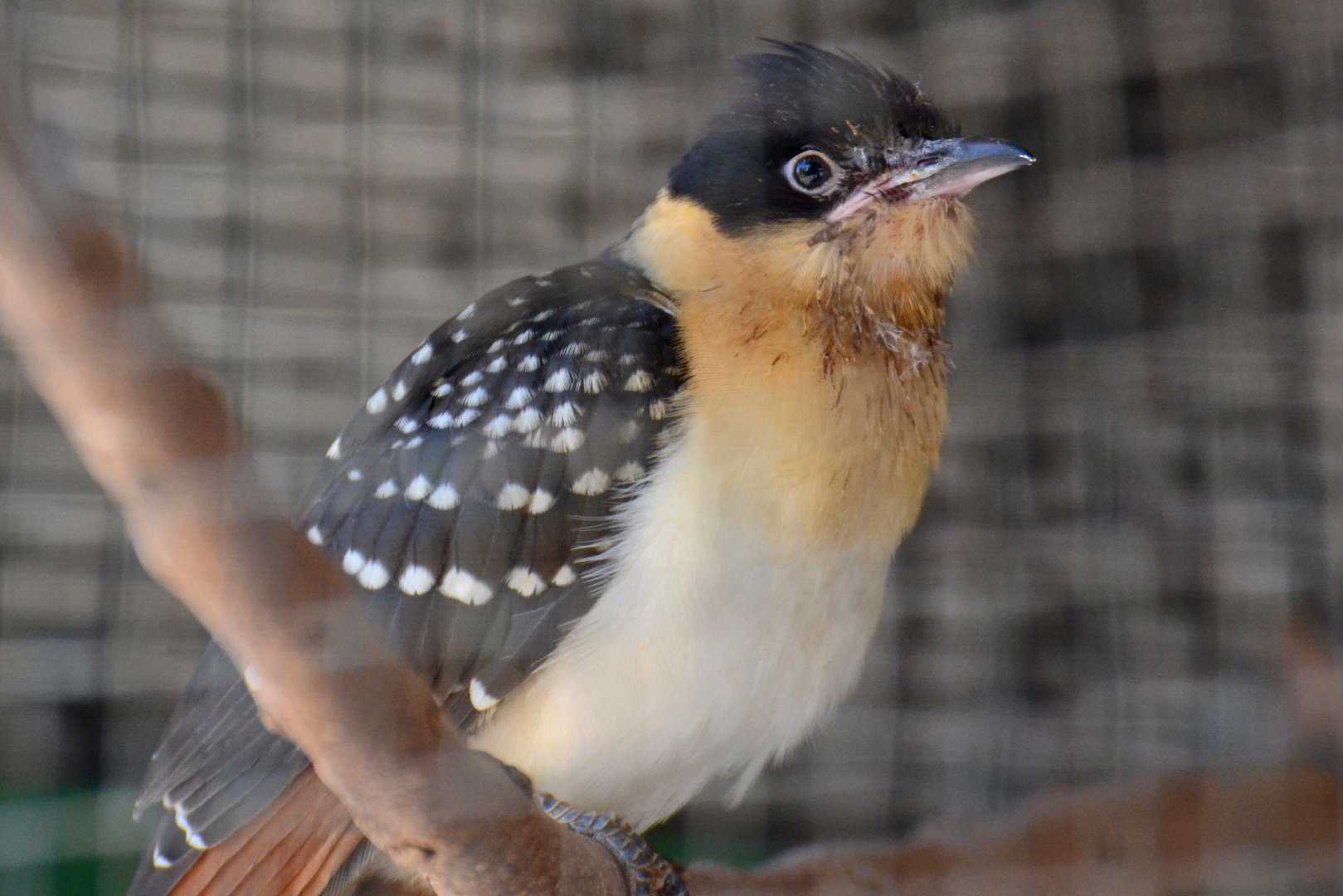 Great-spotted cuckoo, Clamator glandarius (2019)