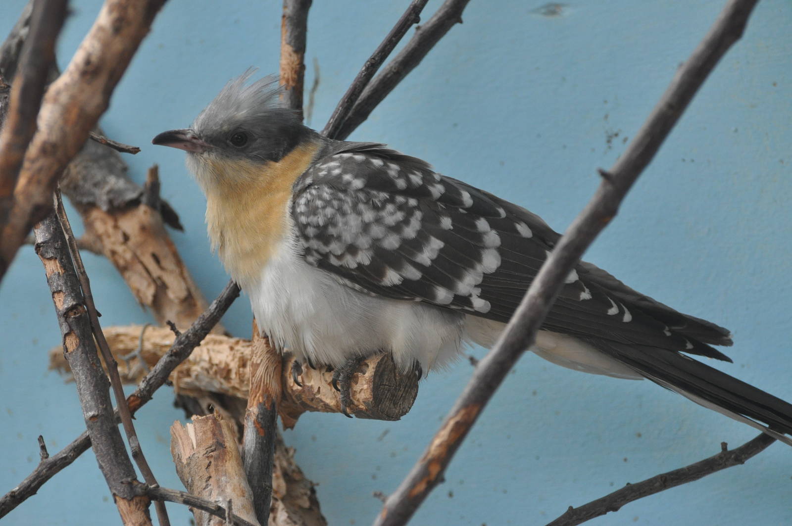 Great spotted cuckoo/ Clamator glandarius