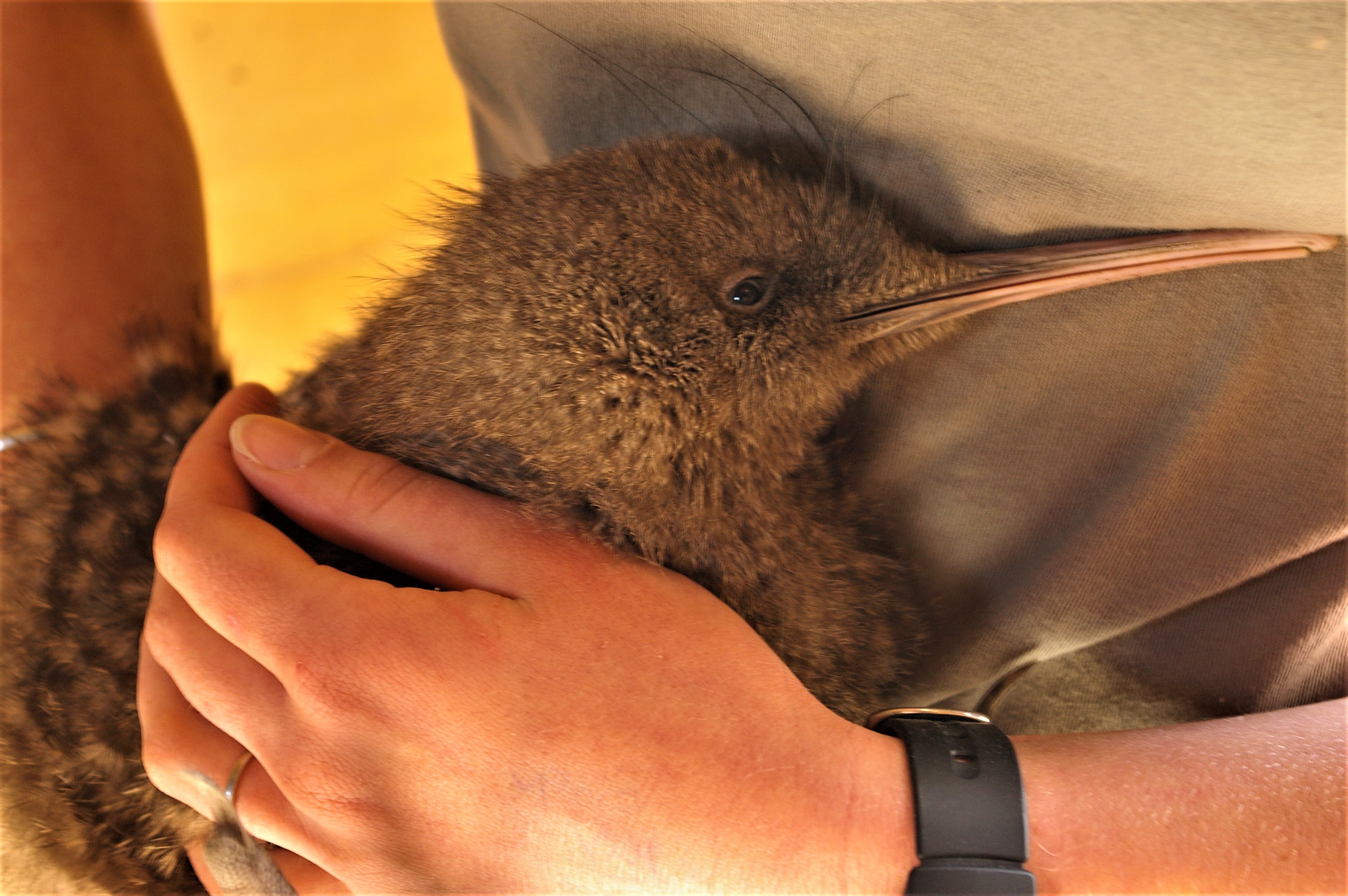 Great Spotted Kiwi (Apteryx haastii)