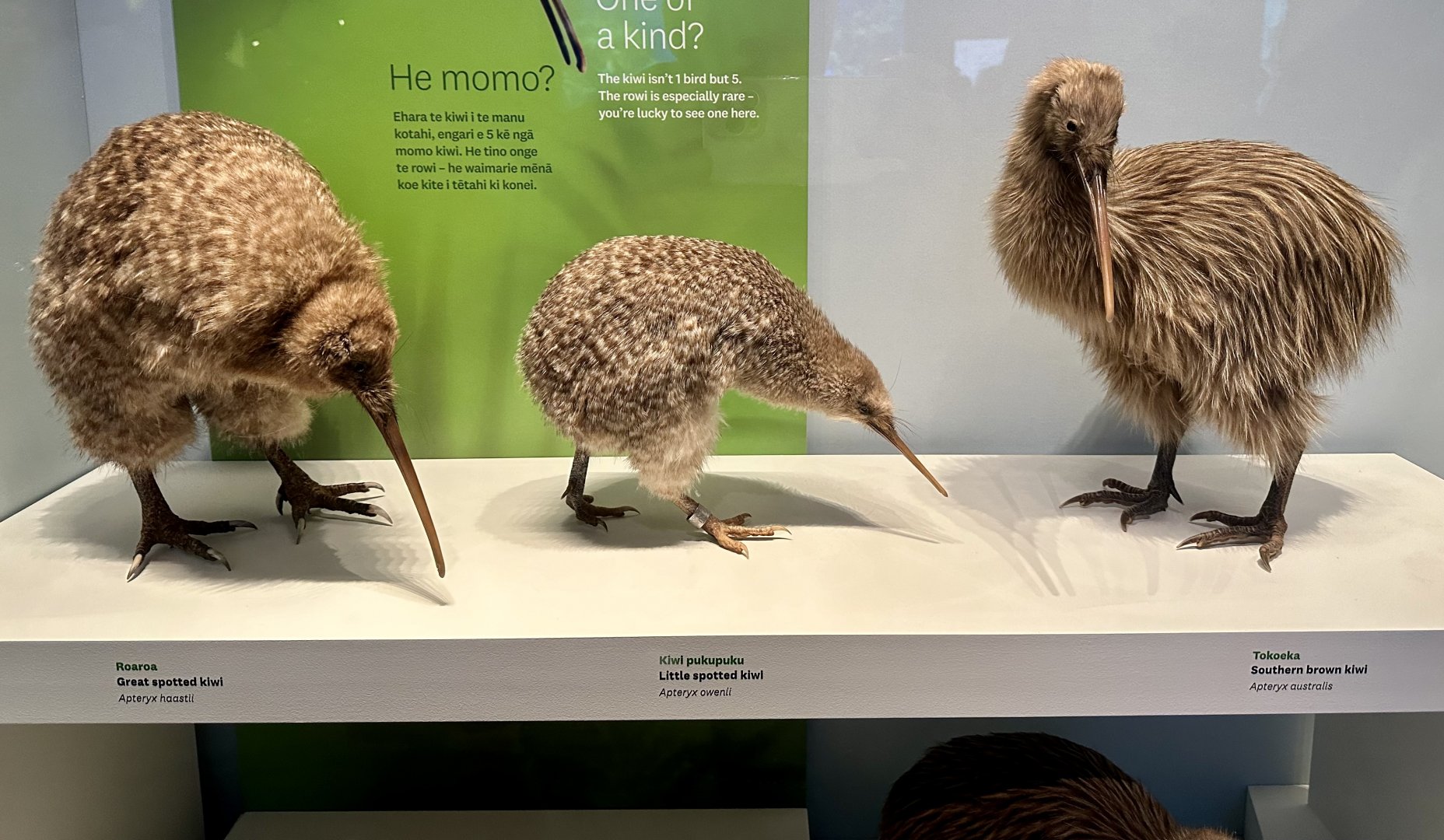 Great Spotted Kiwi/Little Spotted Kiwi/Southern Brown Kiwi