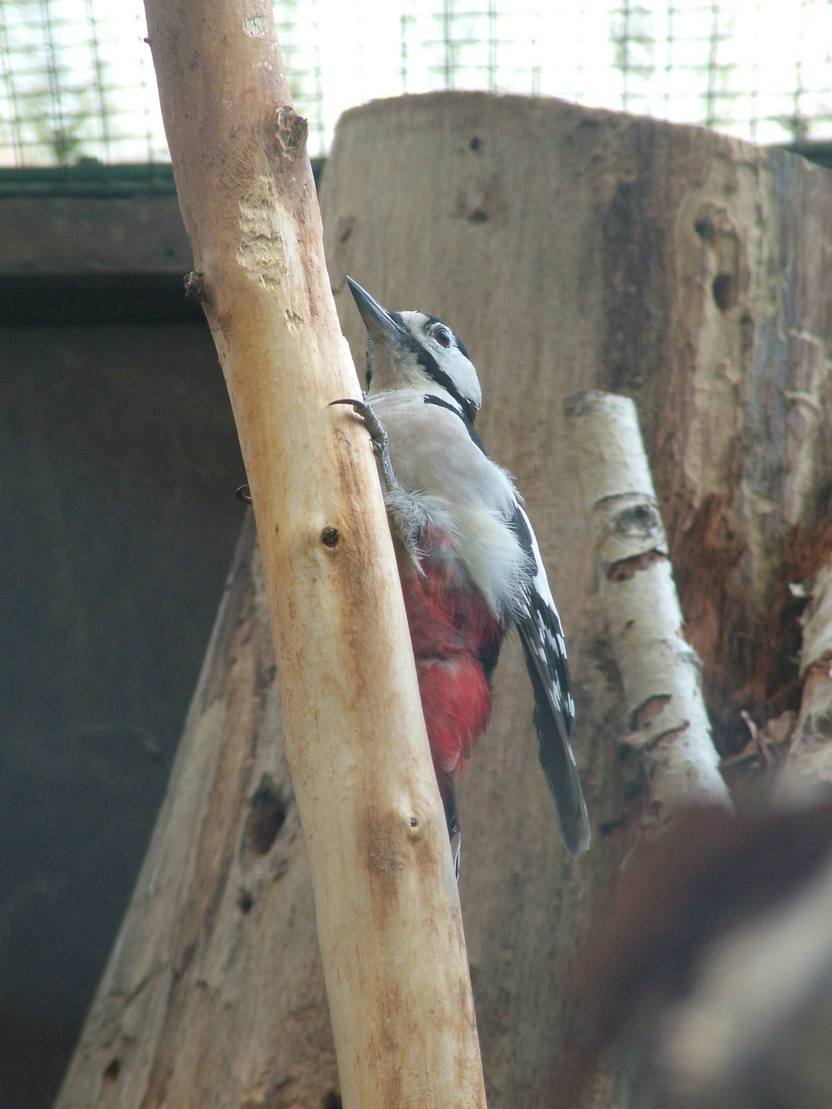 Great Spotted Woodpecker at Opel-Zoo Kronberg, 30/08/10