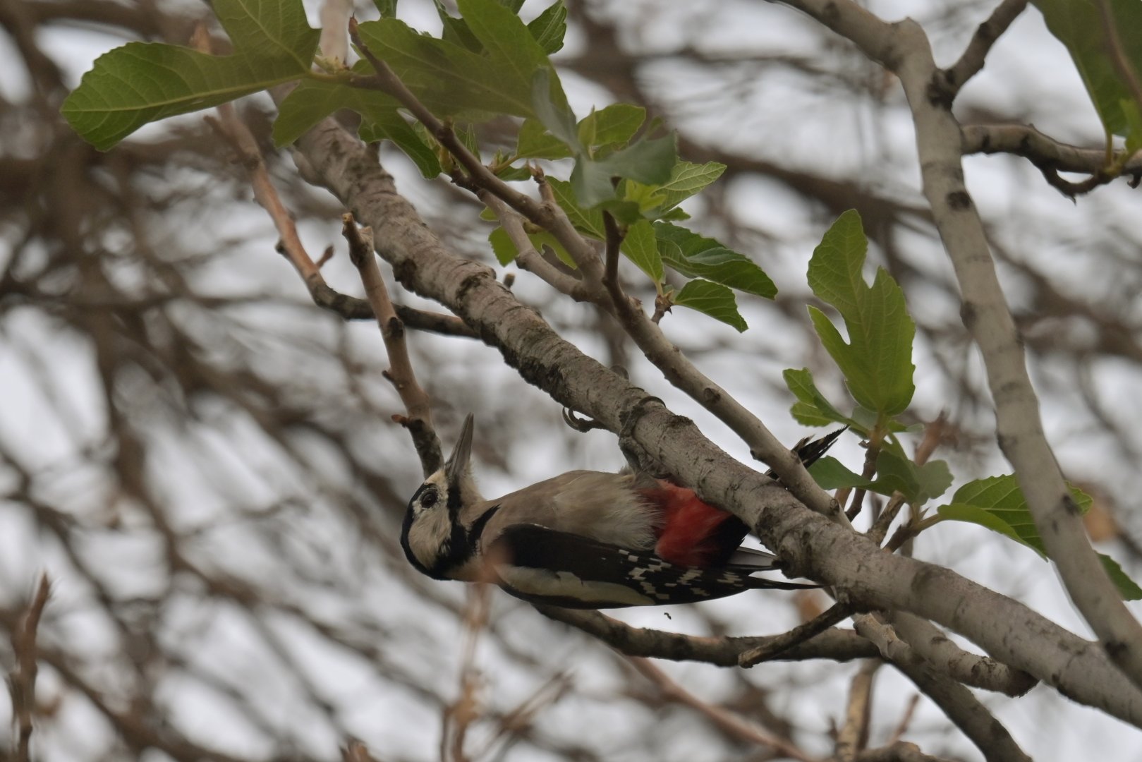 Great Spotted Woodpecker Dendrocopos major