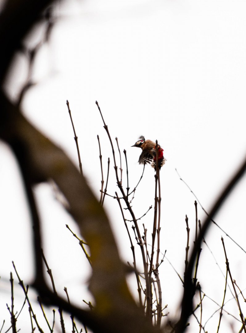 Great spotted woodpecker (Dendrocopos major)