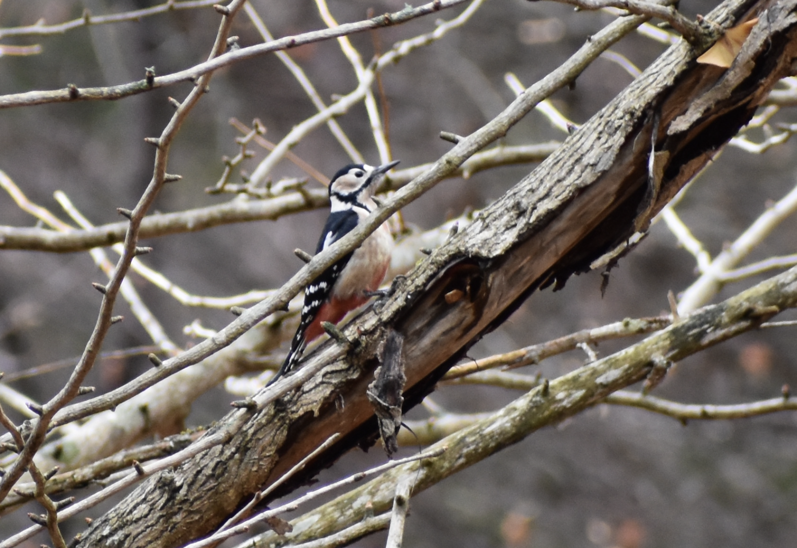 Great Spotted Woodpecker ~ Karuizawa