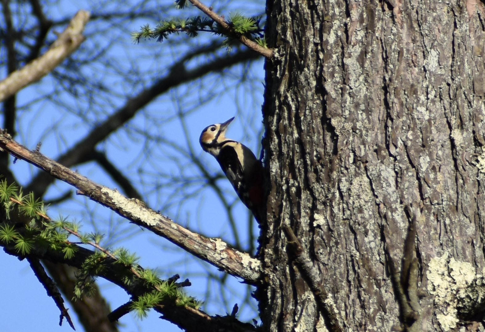 Great Spotted Woodpecker ~ Karuizawa