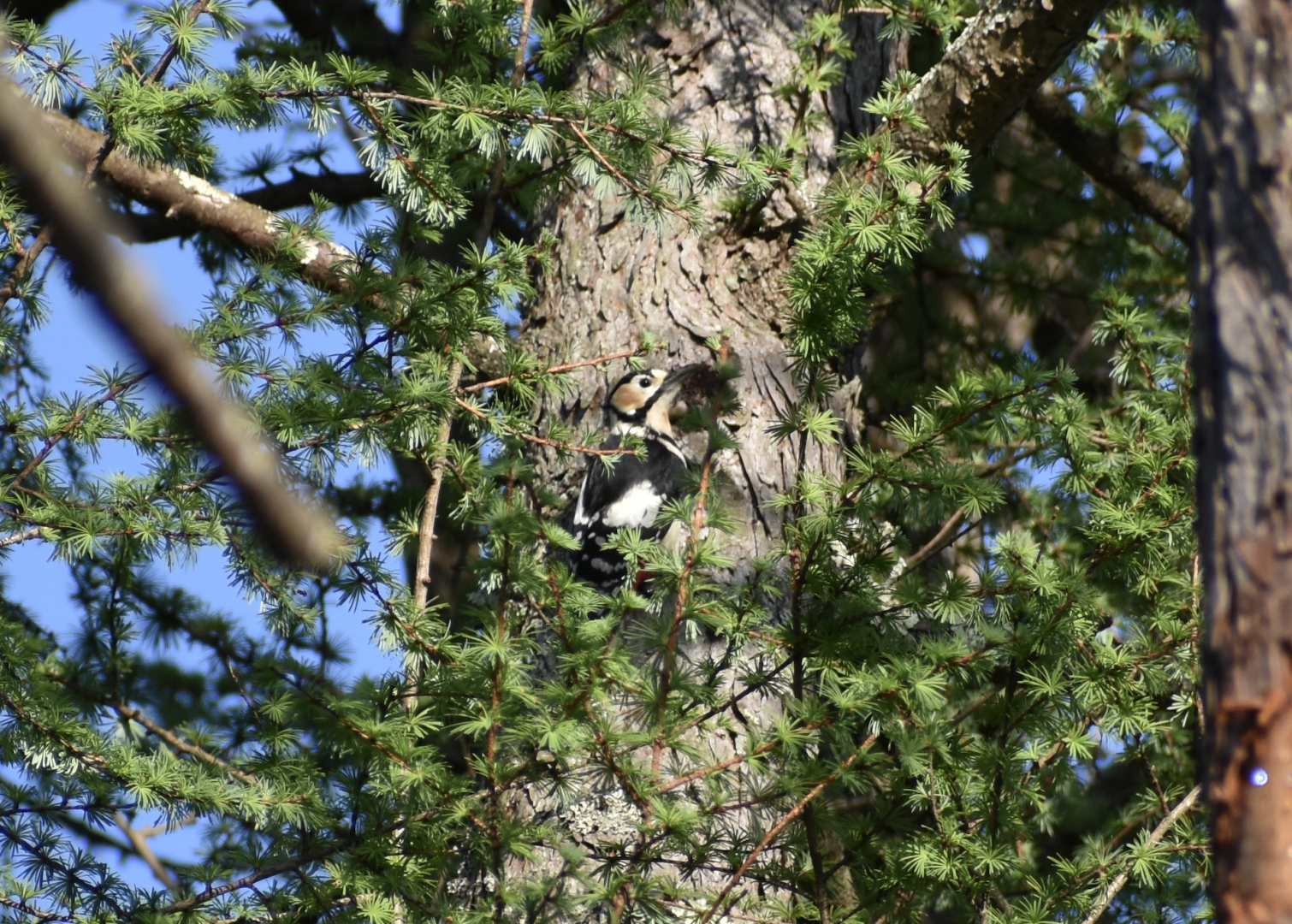 Great Spotted Woodpecker ~ Karuizawa