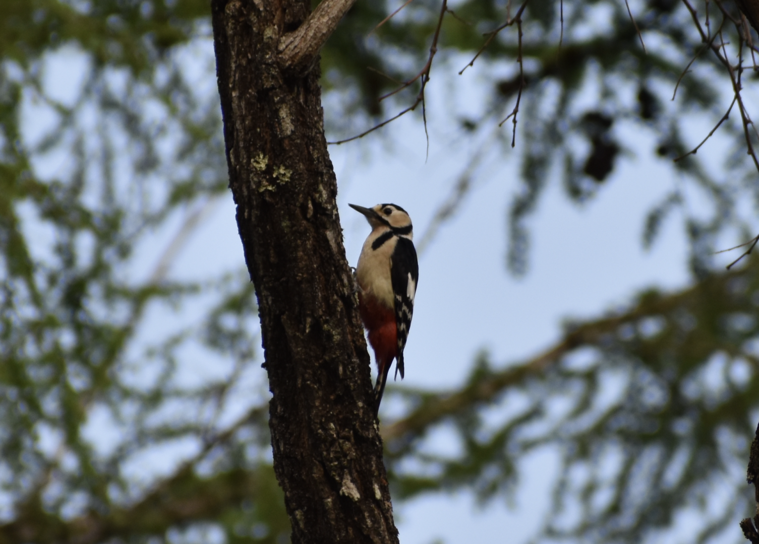 Great Spotted Woodpecker ~ Karuizawa