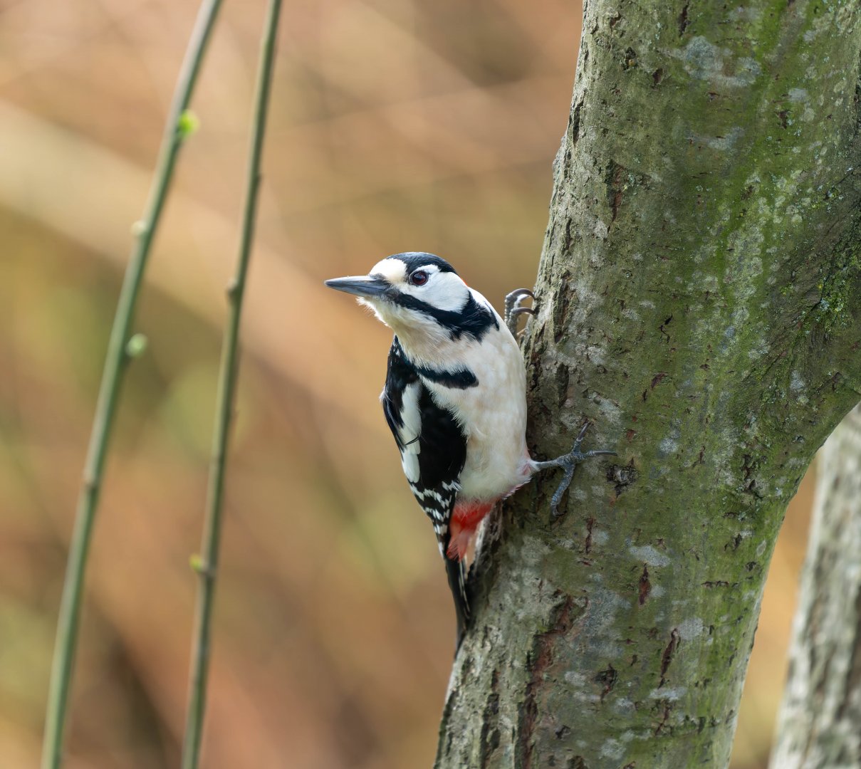 Great spotted woodpecker (wild), UK