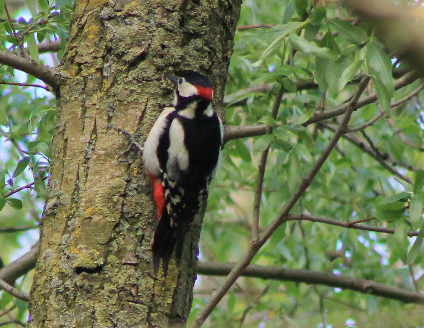great spotted woodpecker