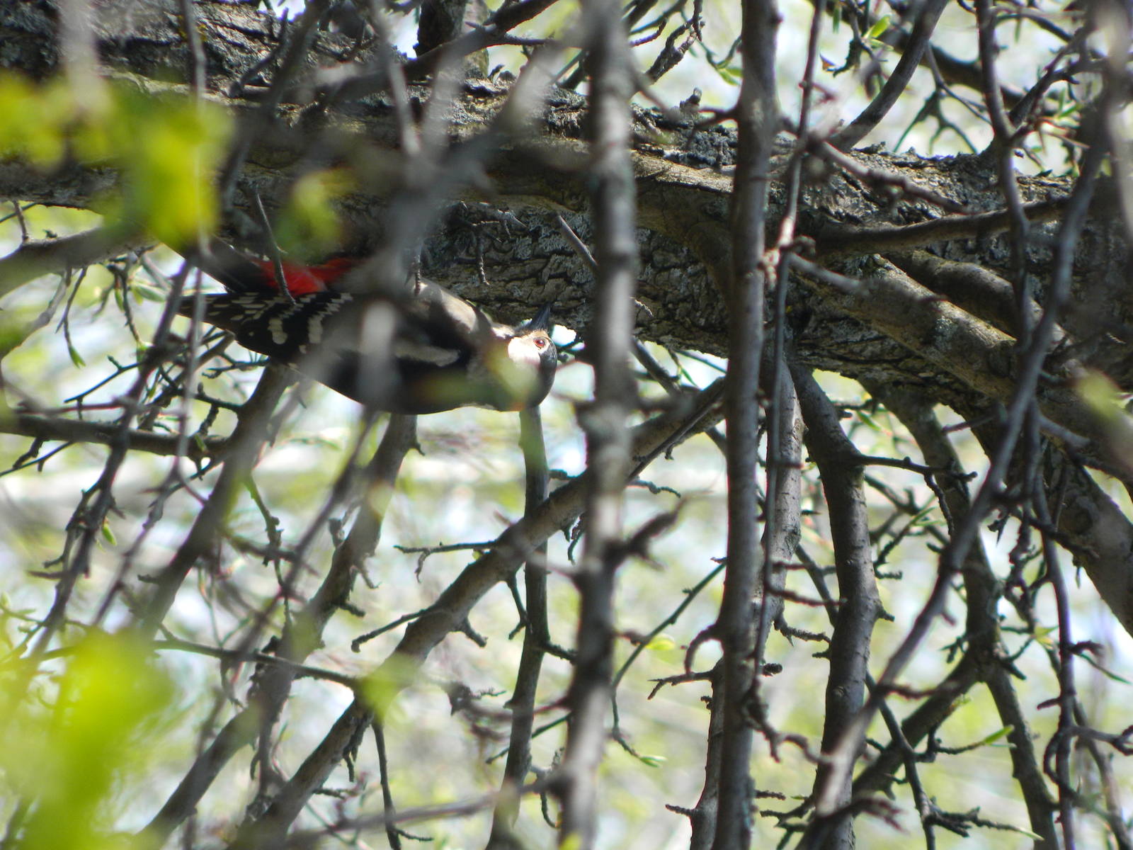 Great spotted woodpecker