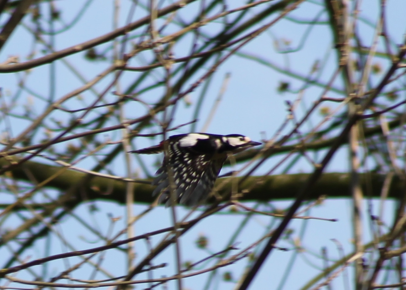 Great spotted woodpecker