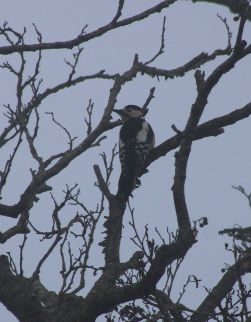 Great spotted woodpecker