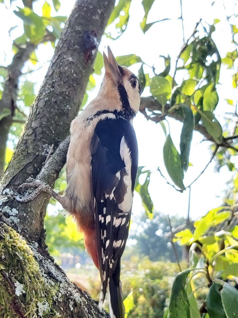 Great spotted woodpecker