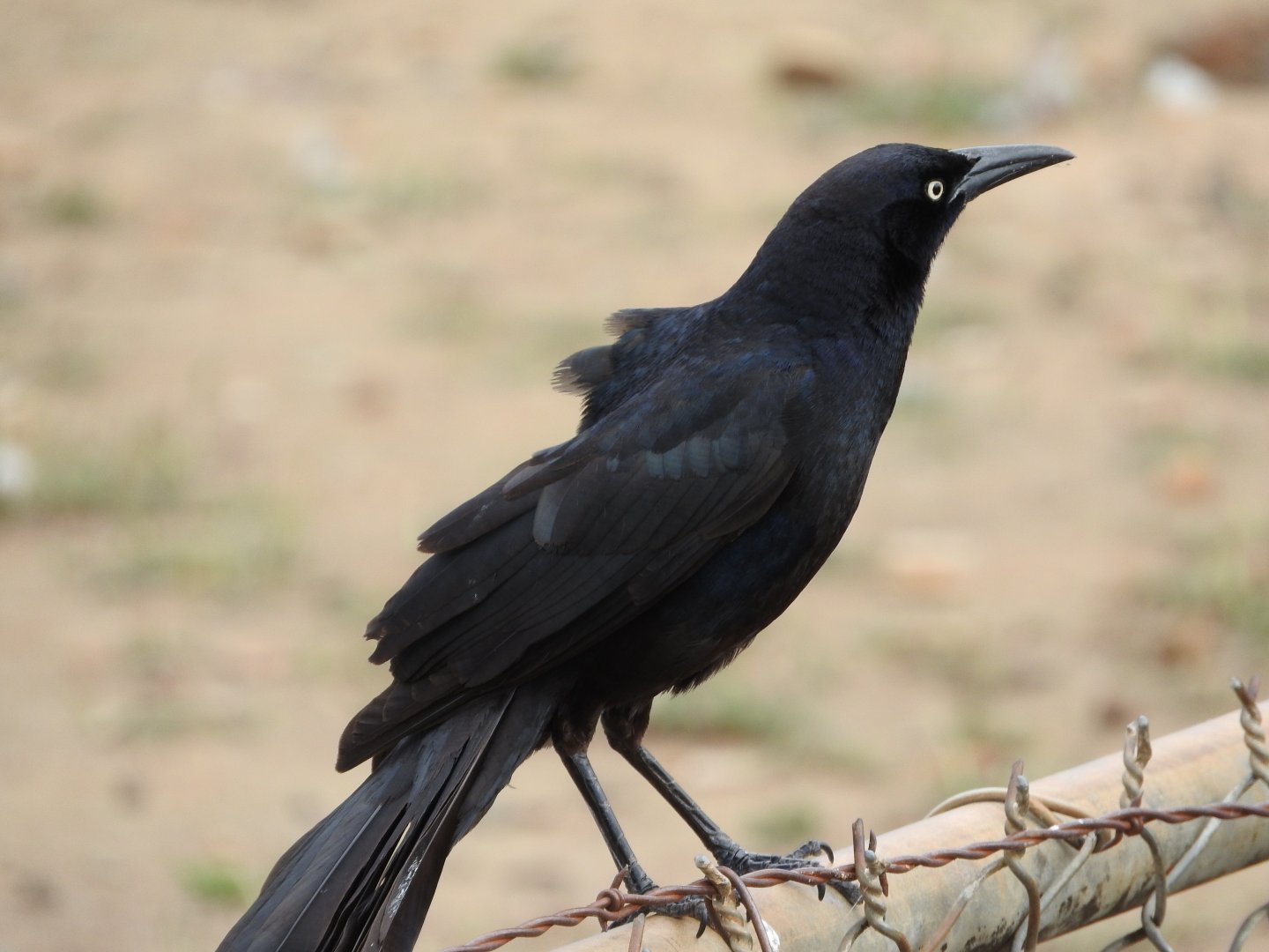 Great-tailed Grackle male