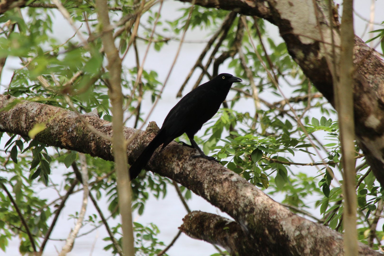 Great-tailed Grackle - Mar 2019