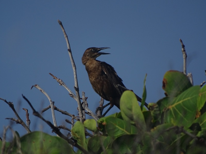 Great-tailed grackle (Quiscalus mexicanus loweryi)