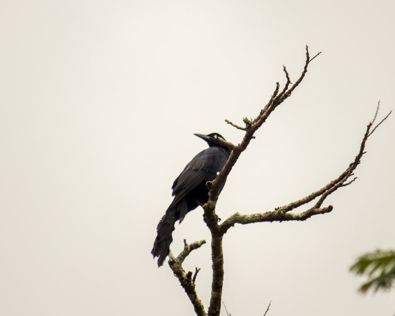 Great-tailed grackle, Quiscalus mexicanus