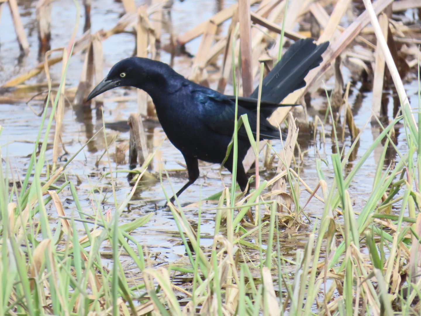 Great-tailed Grackle (Quiscalus mexicanus)