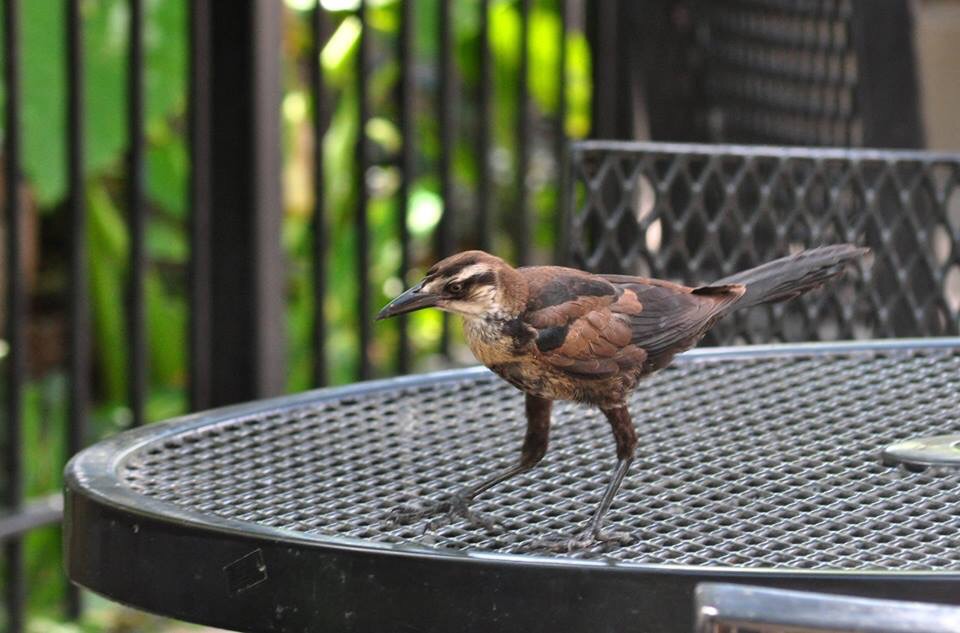 Great-tailed Grackle - Texas