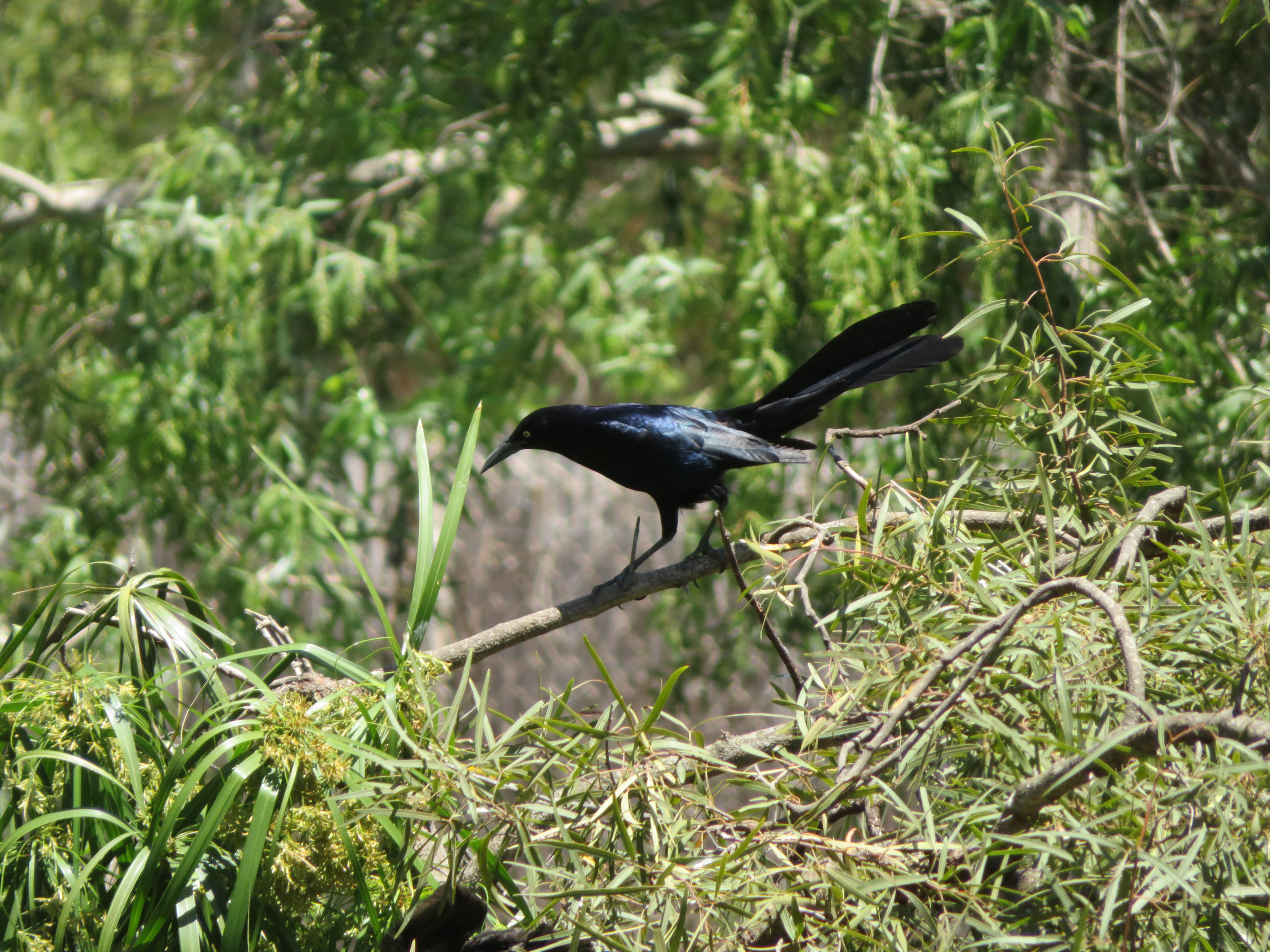 Great-tailed Grackle (Wild)