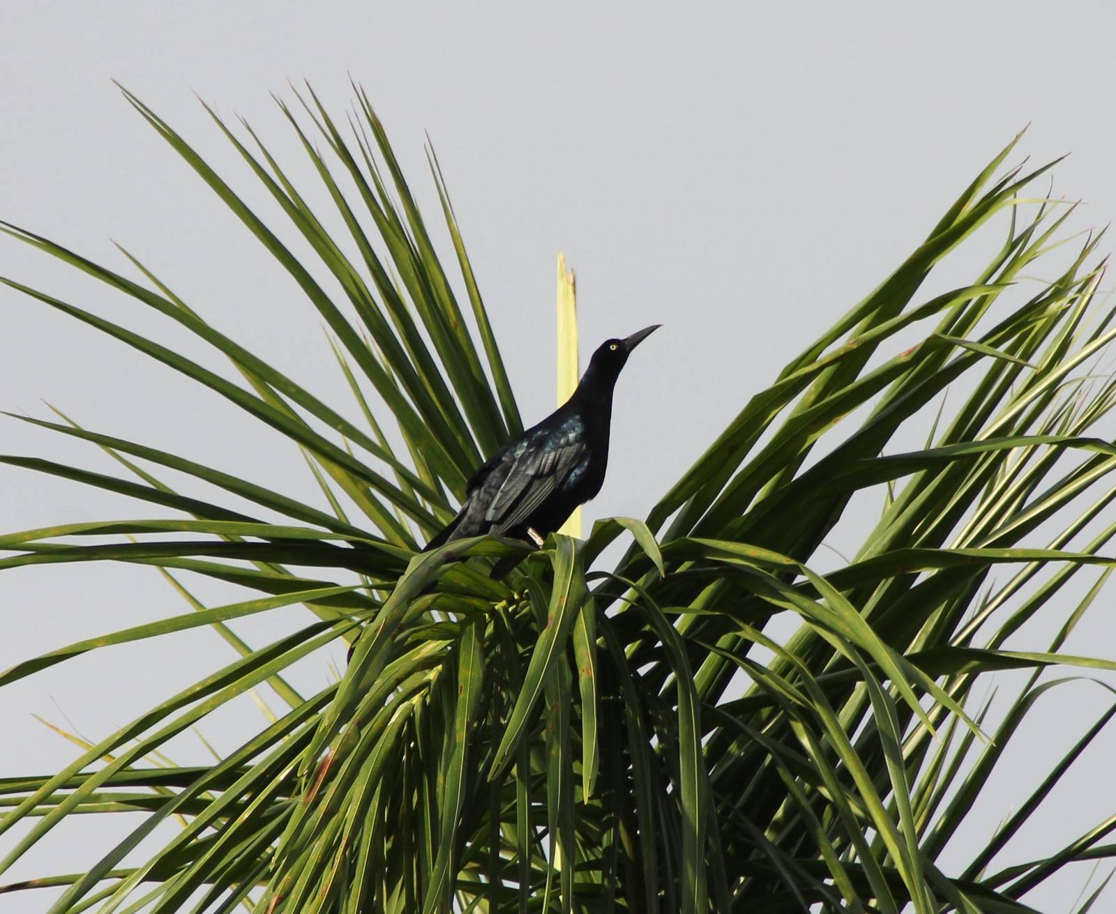 Great-tailed grackle
