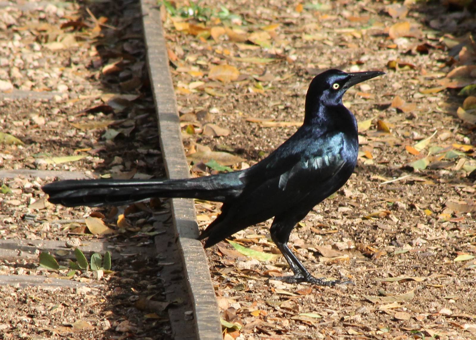 Great-tailed grackle