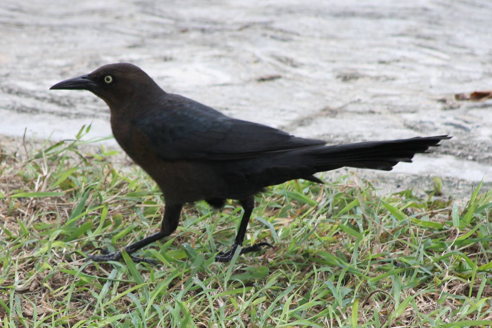 Great-tailed grackle