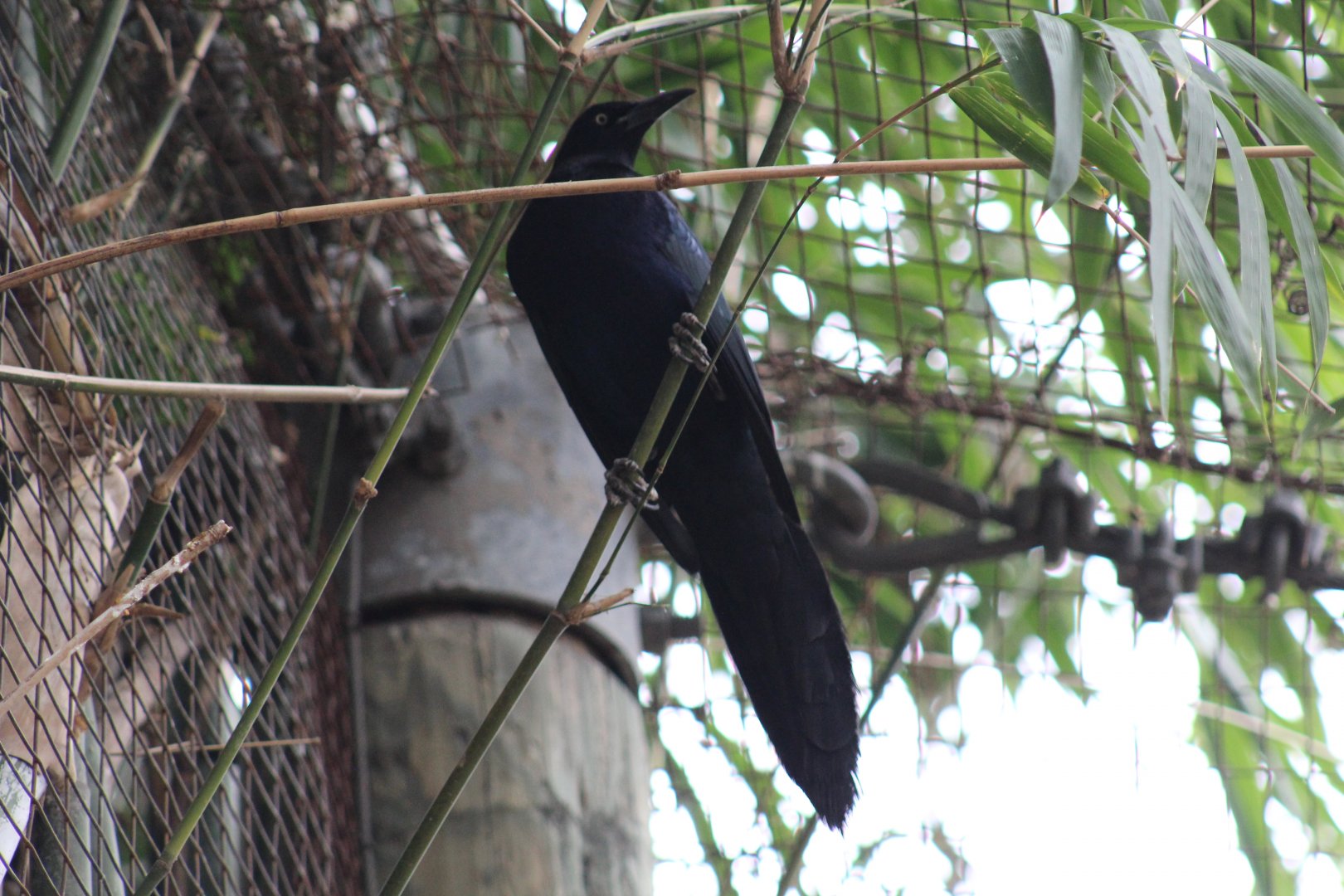 Great-Tailed Grackle?