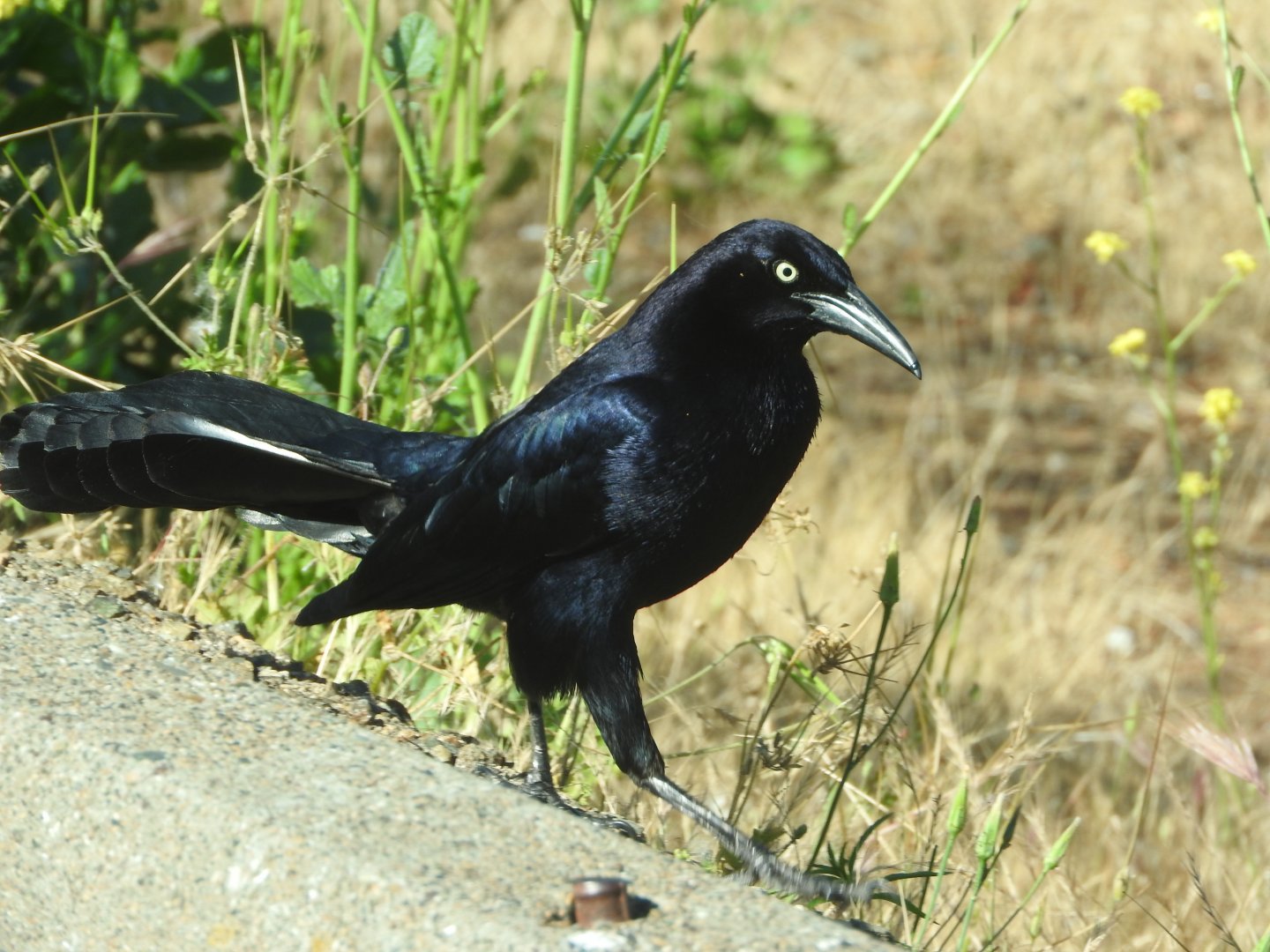 Great-tailed Grackle