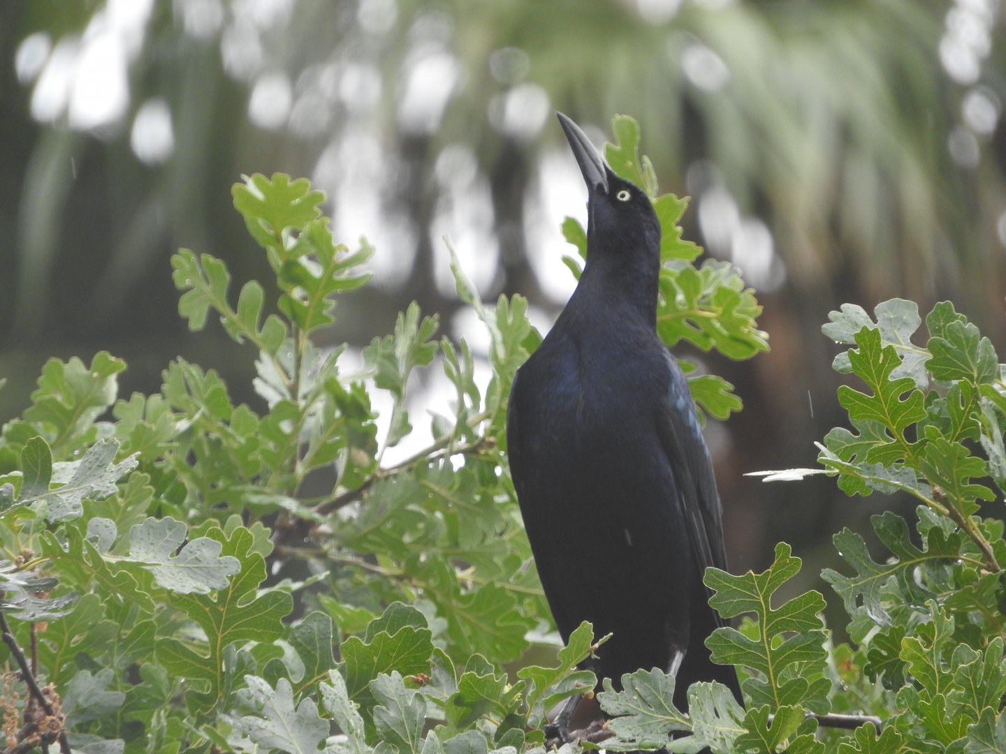 Great-tailed Grackle