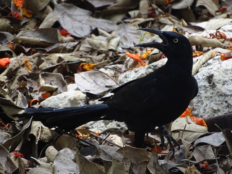 Great-tailed grackle
