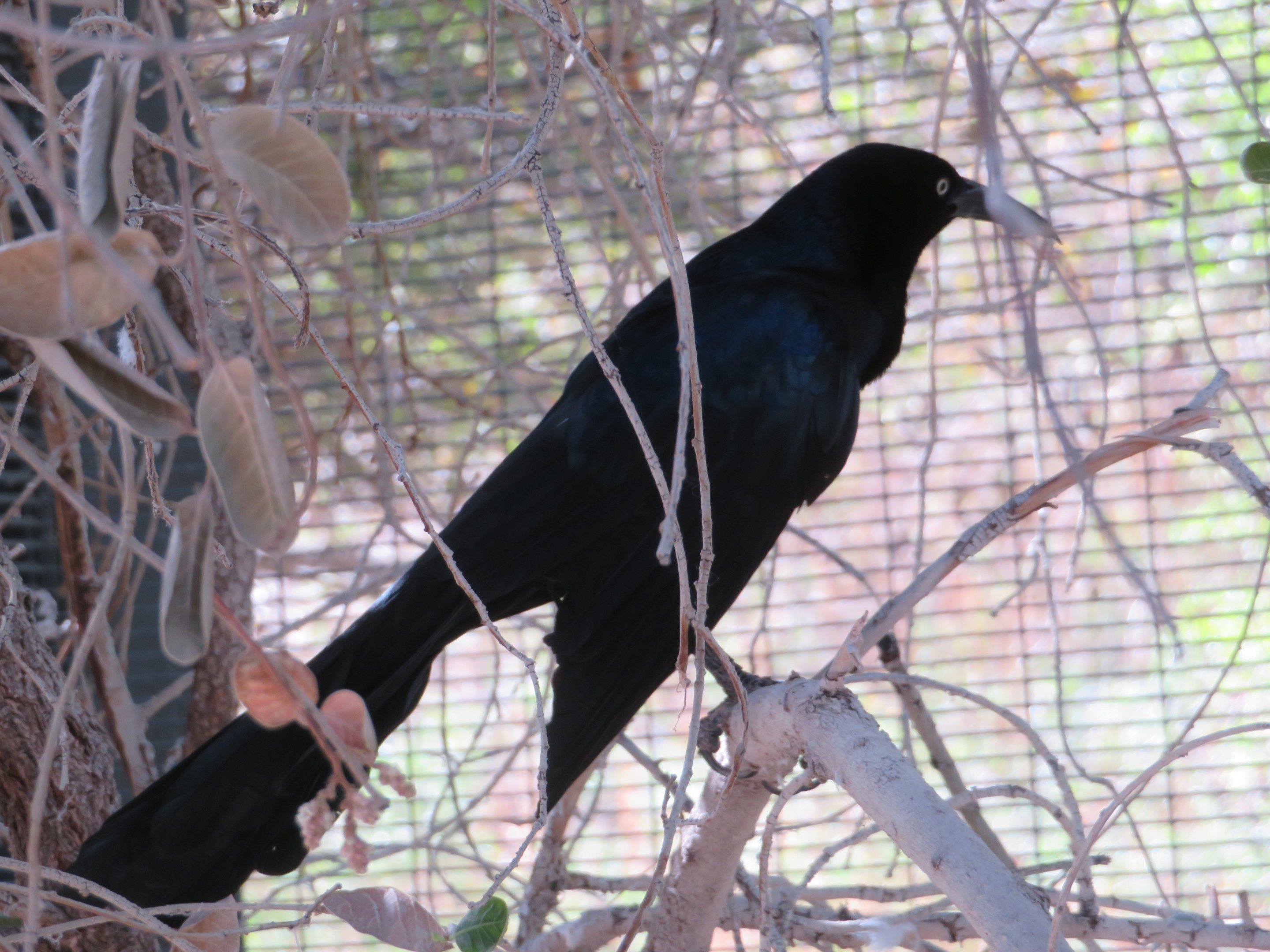 Great-tailed Grackle