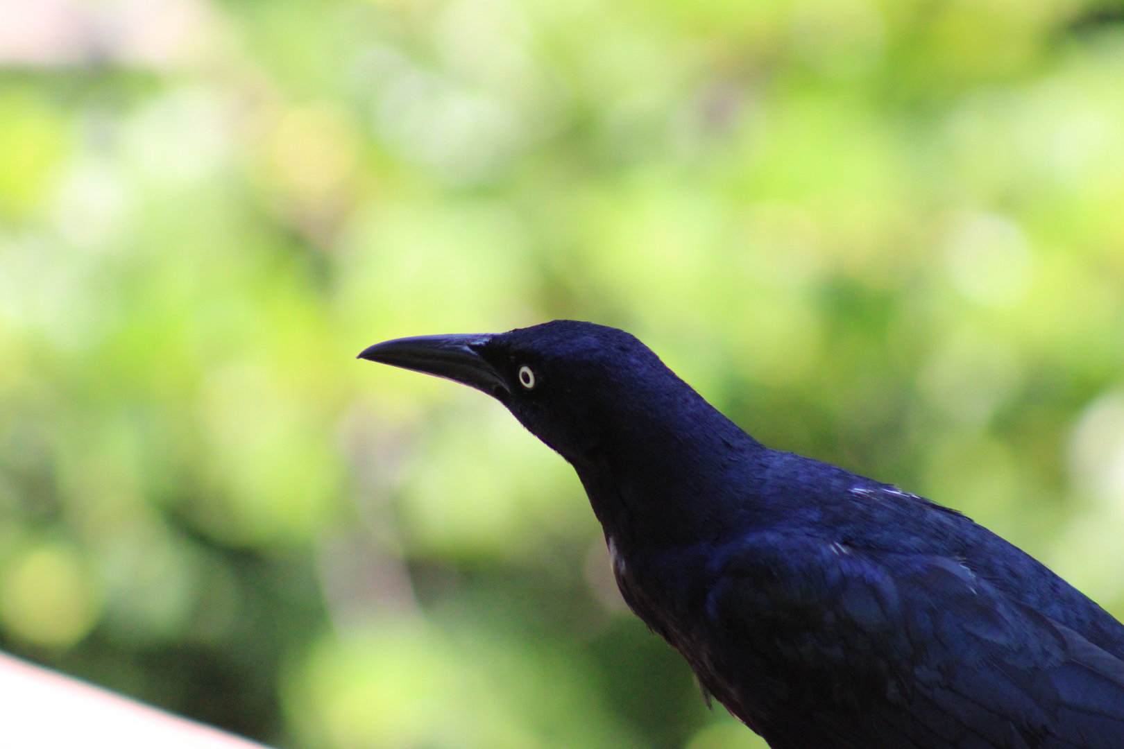 Great Tailed Grackle