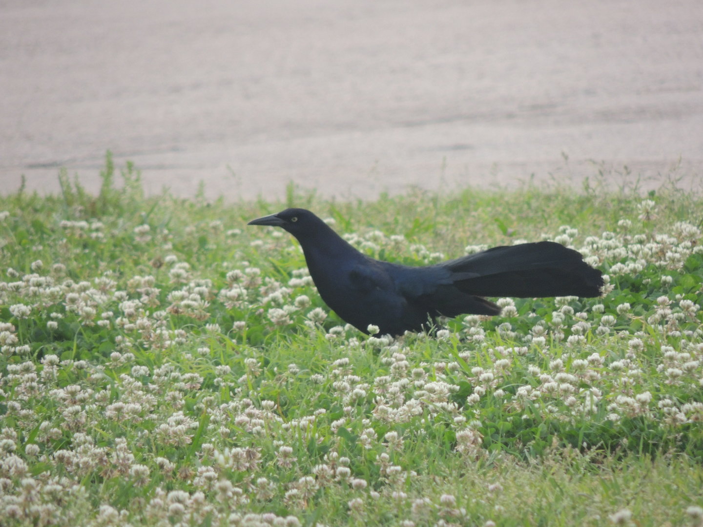 great tailed grackle