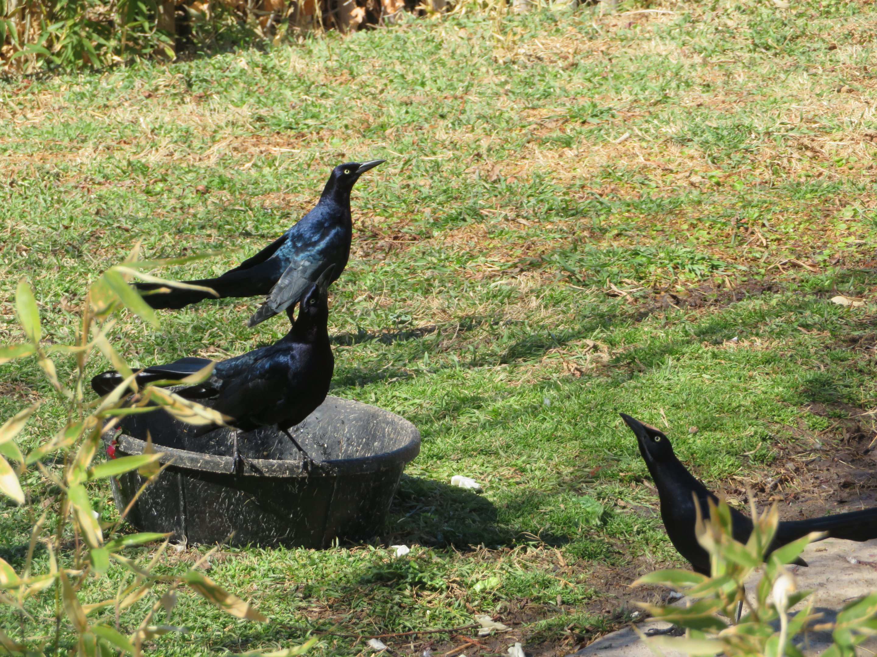 Great-tailed Grackles (Wild)