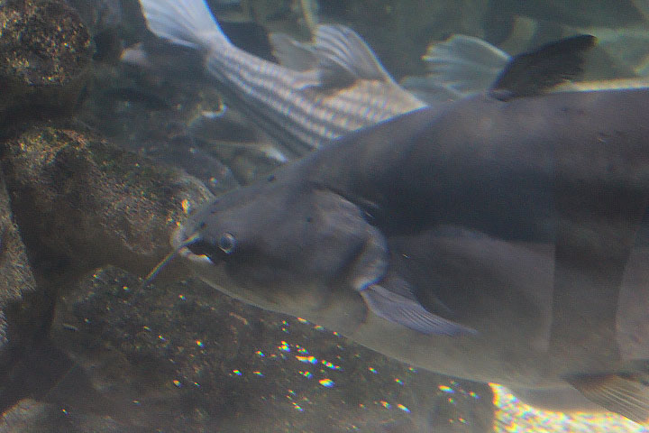 Great tapah (Wallagonia leerii)