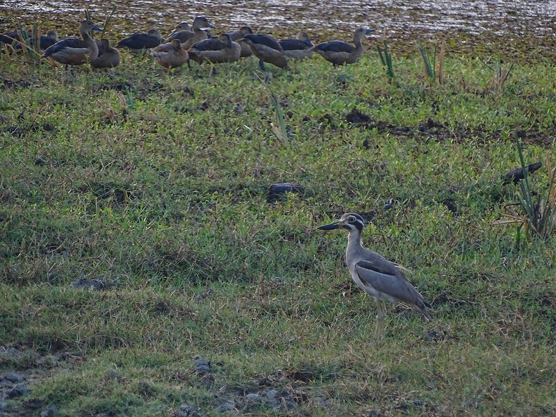 Great thick-knee (+ Lesser whistling ducks)