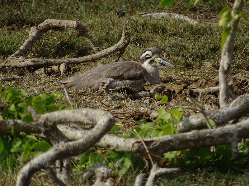 Great thick-knee