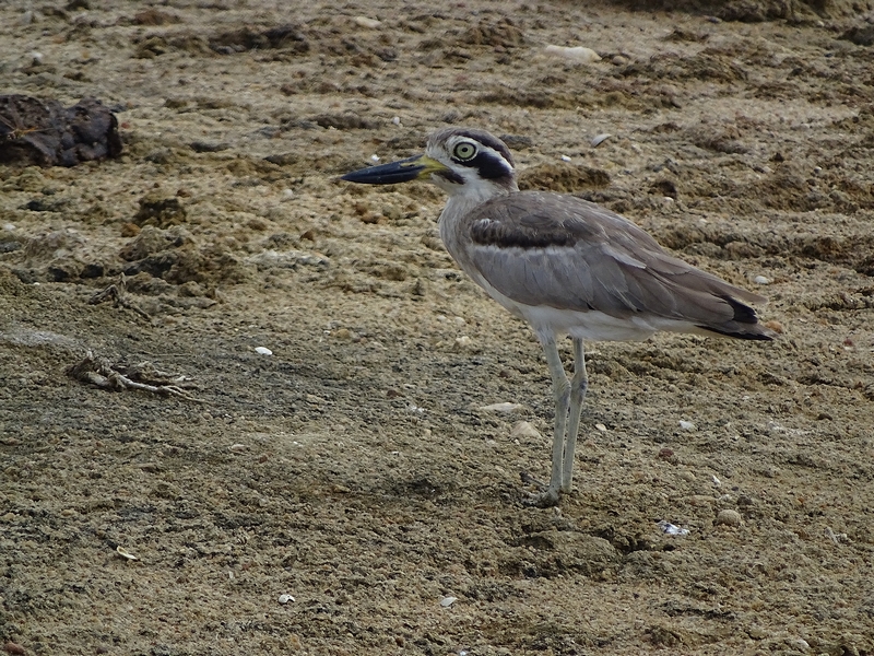 Great thick-knee