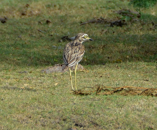 Great thick-knee
