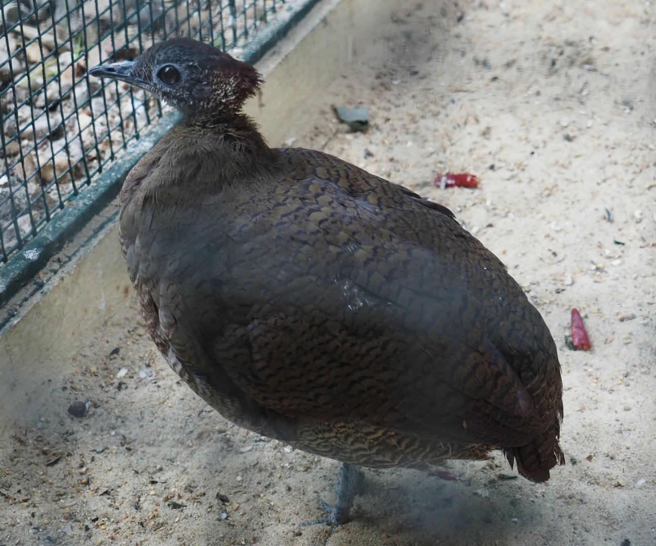 Great tinamou (Tinamus major), 2024-05-23
