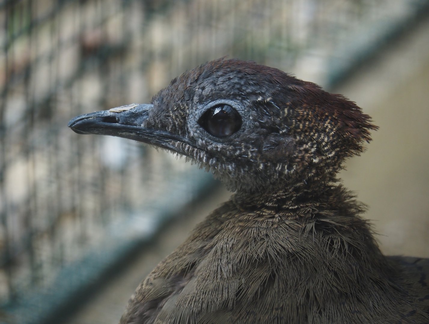 Great tinamou (Tinamus major), 2024-05-23