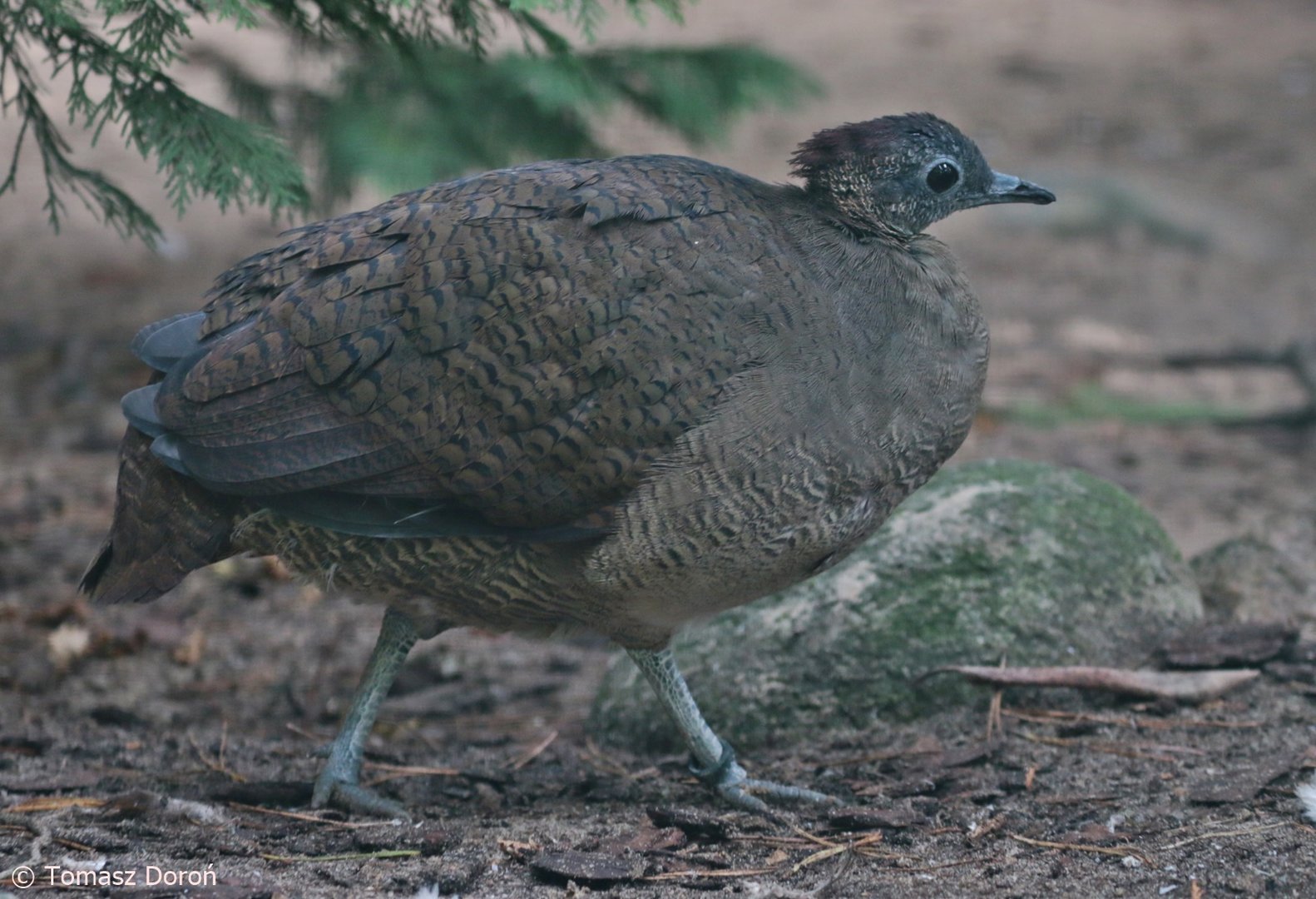 Great Tinamou (Tinamus major), October 2022